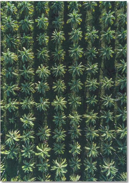 Produktbild Juniqe Palms - Palmen (A5, Blanko)