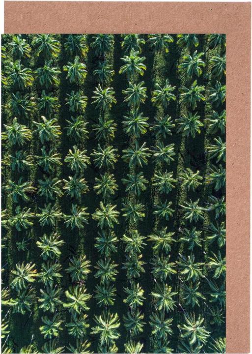 Produktbild Juniqe Palms - Palmen (15 Stk.)