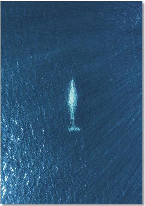 Produktbild Juniqe Whale - Wale (A5, Liniert)