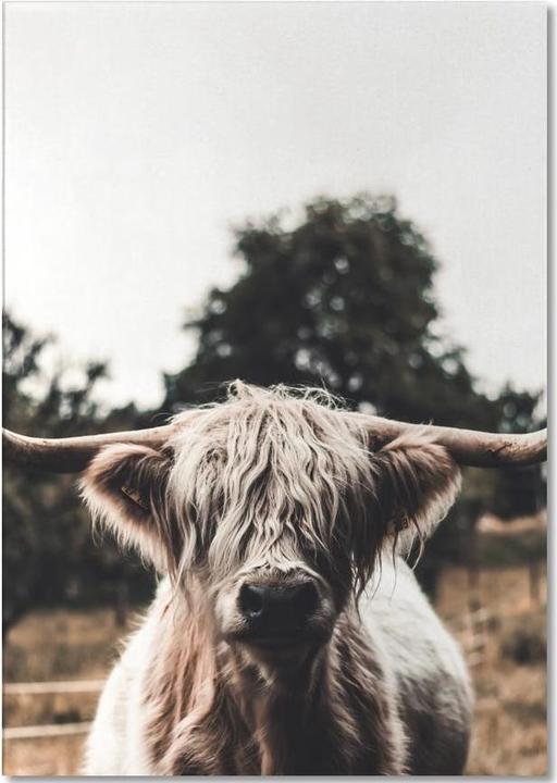 Actual product image Juniqe Boris Highland Cow - Cows (A5, Plain)