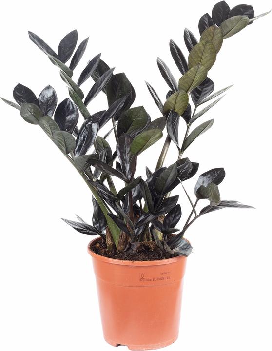 Produktbild Flowerbox Glücksfeder "Raven"- schwarze Zamioculcas zamiifolia (35 cm)