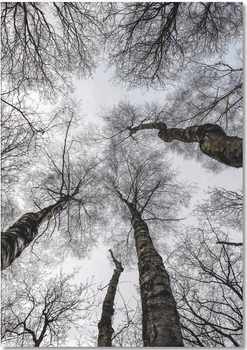 Immagine prodotto Juniqe Foresta 1 - Alberi (A5, Punteggiato)