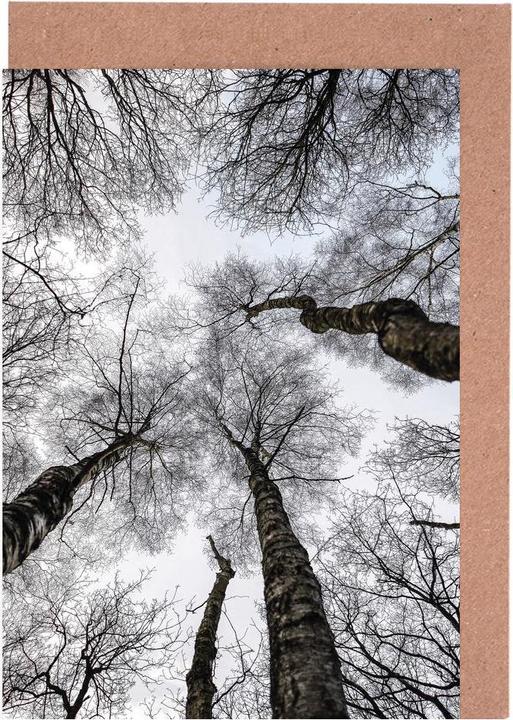 Produktbild Juniqe Forest 1 - Bäume (15 Stk.)
