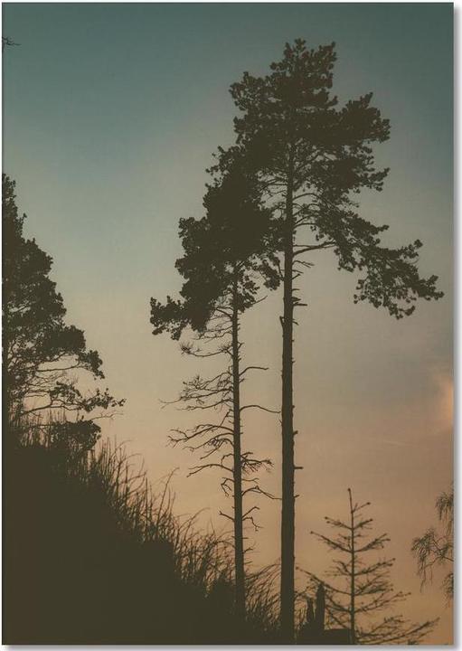 Produktbild Juniqe The Forest II - Bäume (A5, Gepunktet)