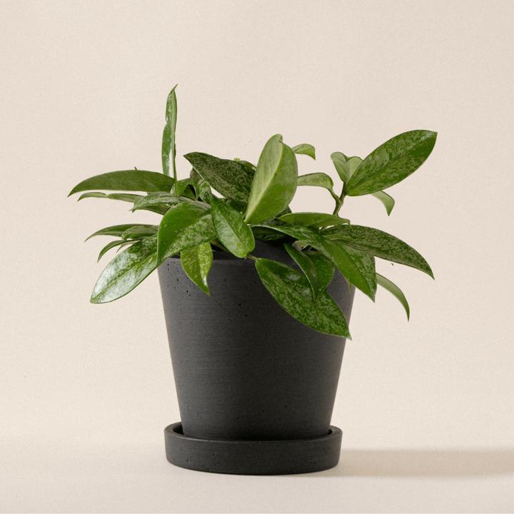 Produktbild Mary and Plants Hoya Carnosa Silver Flake HAY Schwarz (25 cm)