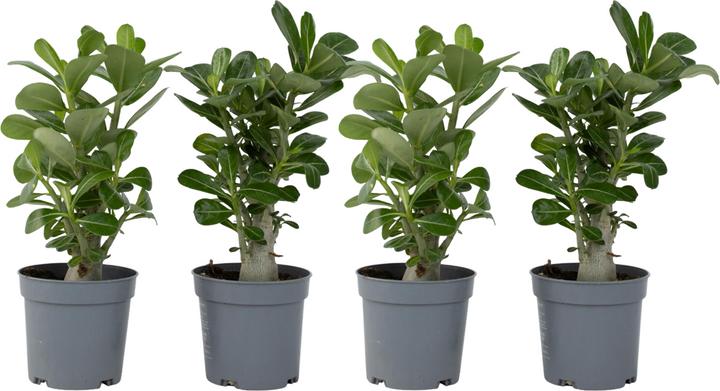 Produktbild Plant in a Box Adenium Obesum - 4er Set Wüstenrose (25 cm)