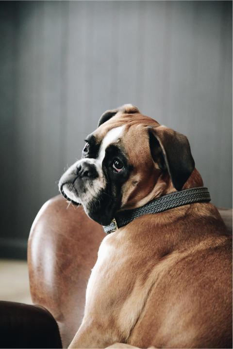 Produktbild Kentucky Dogwear Hundehalsband Nylon geflochten (L, Hund, Allgemein)