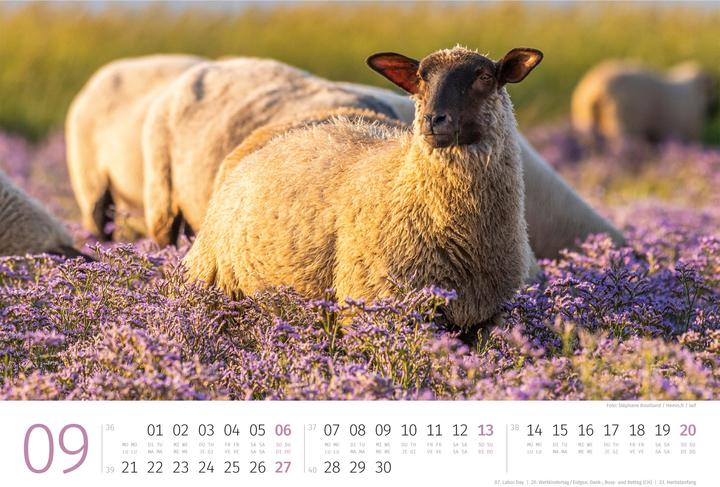 Actual product image Schafe Kalender 2026 (45 x 33 cm, Hardcover, German, French, Italian, English)