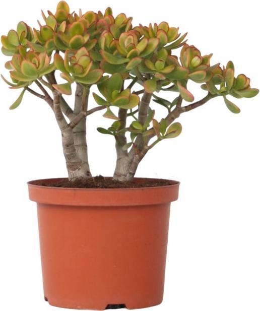 Actual product image Plant in a Box Crassula ovata Sunset - Jade plant (30 cm)