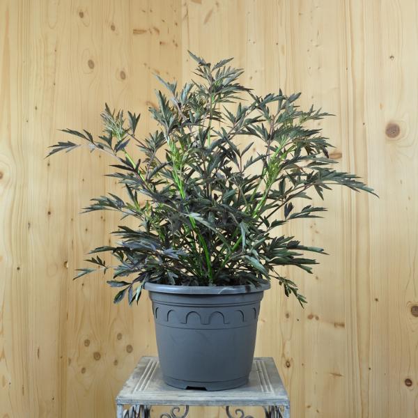 Produktbild Säntispracht Schweizer Schwarzer-Holunder - Sambucus nigra 'Black Lace' (140 cm)