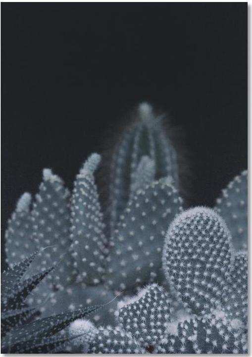 Actual product image Juniqe Dark Plants 1 Cacti - Cacti (A5, Dotted)