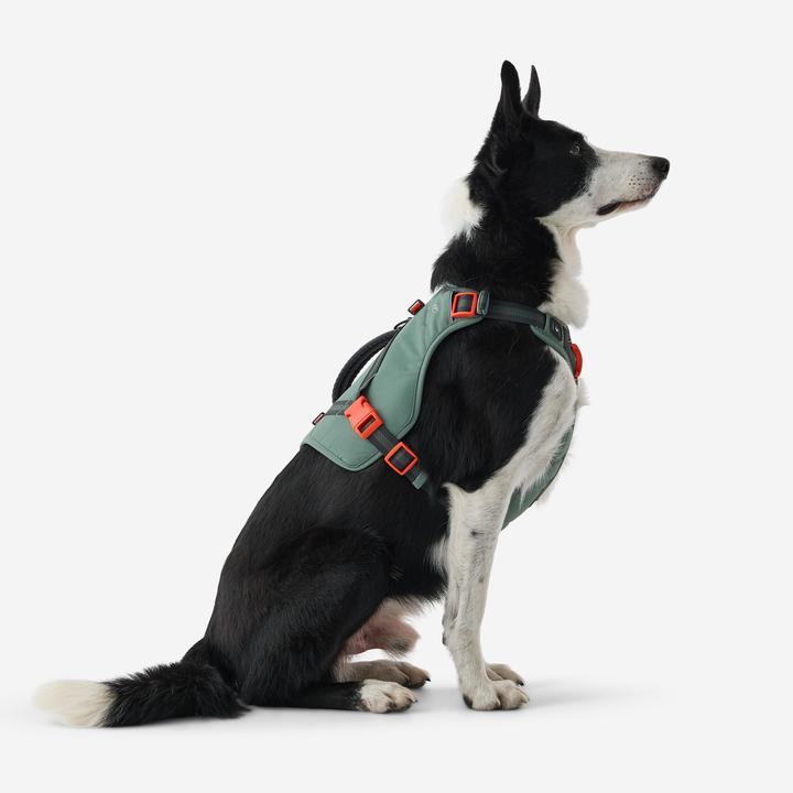 Actual product image Caperlan Hundegeschirr Wandern (S, Dog, Dog sport)