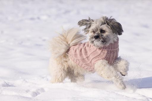 Produktbild Designed by Lotte Hundepullover Haida (40, Hundepullover)