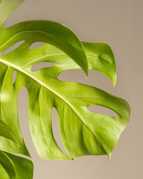 Image du produit feey Monstera XL (125 cm, Fraîchement rempotés)