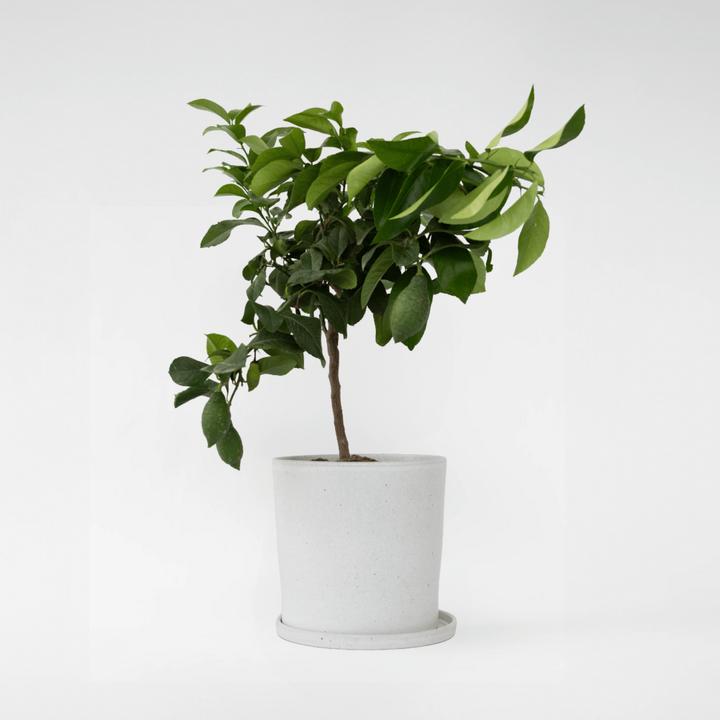 Produktbild Plant in a Box Citrus Limon - Zitrone (70 cm)