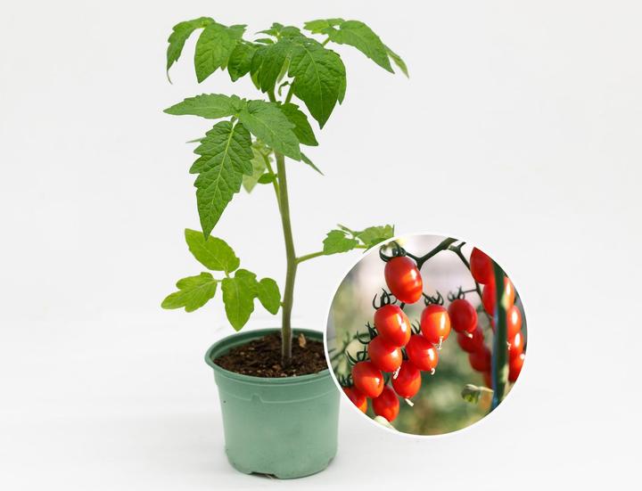 Image du produit Zollinger Bio Plant, tomate, datte orange (300 cm)