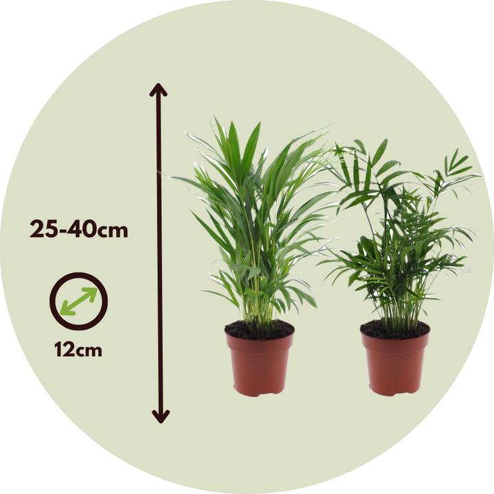 Produktbild Plant in a Box Areca, Chamaedorea - 2er Mischung (40 cm)