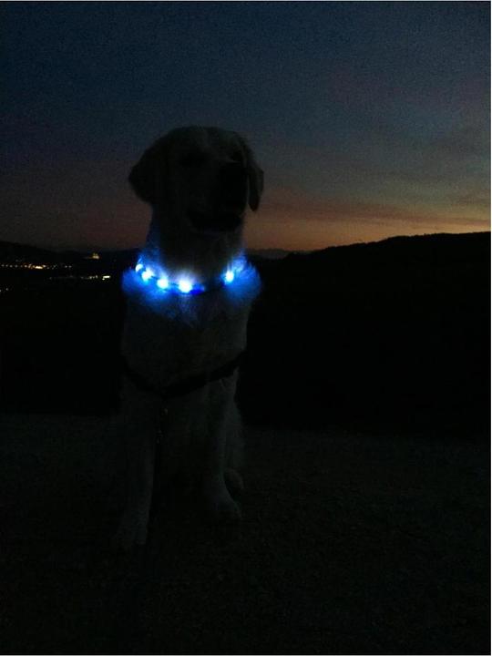 Image du produit Trixie Bandeau lumineux Flash USB (M, L, Chien, Général)