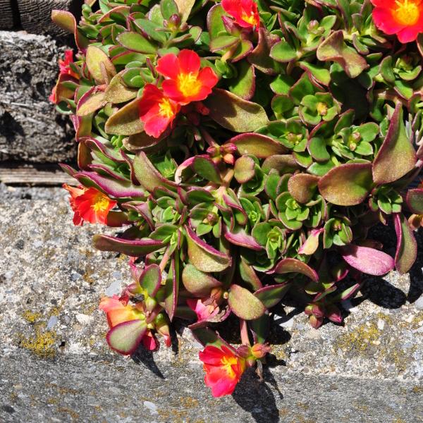 Image du produit Säntispracht Set de 3, Le pourpier annuel - Portulaca oleracea Fuchsia (20 cm)