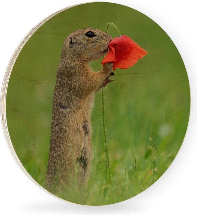 Actual product image Trenddeko van Duijn - Gopher with poppy flower (Ø 45 cm)