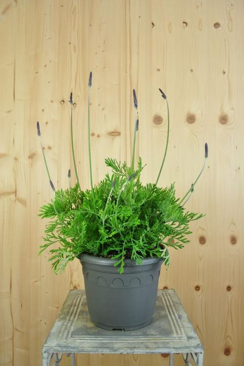 Produktbild Säntispracht Der kanarische Schmetterlings-Lavendel - Lavendula 'pinnata' (80 cm)