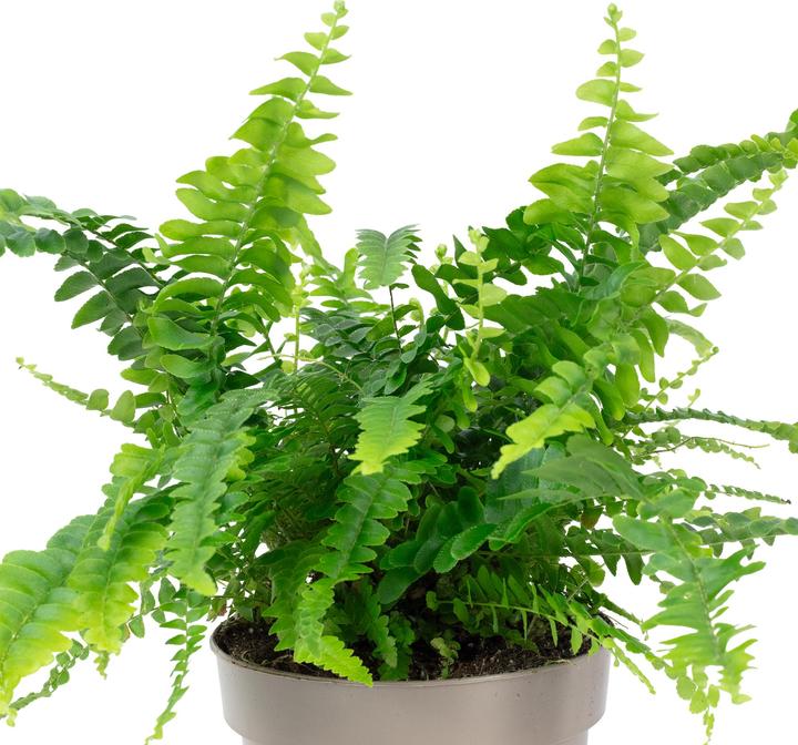Produktbild Flowerbox Schwertfarn "Green Lady" - Nephrolepis (35 cm)