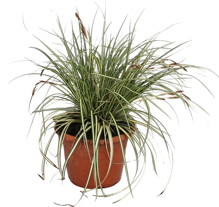 Produktbild Zulauf Carex oshimensis 'Evergold' / Japan-Segge 'Evergold' (20 cm)