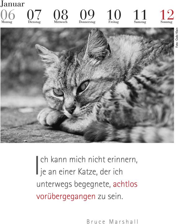 Immagine prodotto Il calendario dei gatti letterari (24 x 32 cm, Nessuna rilegatura, Tedesco)