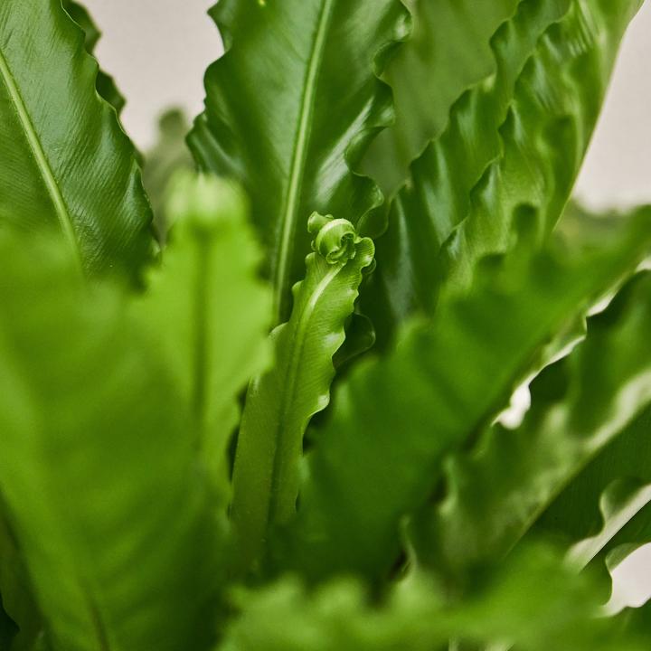 Actual product image Mary and Plants Bird's Nest Fern (55 cm)