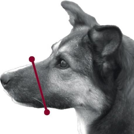 Produktbild Trixie Maulschlaufe (XXL, Hund, Hundesport, Jogging, Spazieren)