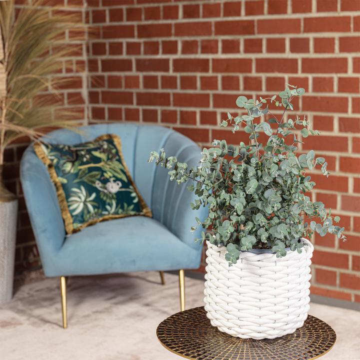 Produktbild Flowerbox Eukalyptus - Eucalyptus gunnii (45 cm)