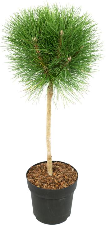 Plant in a Box Pinus Summer Breeze - Zwergkiefer (70 cm)