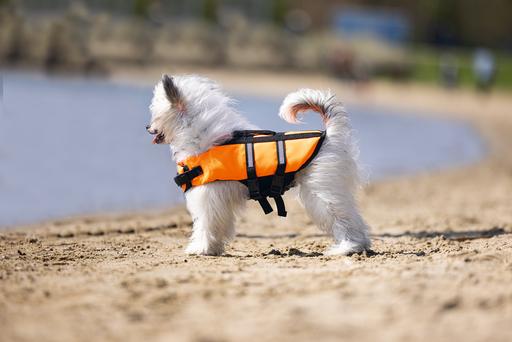 Actual product image Karlie Aqua-top (XS, Dog life jacket)