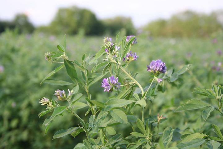 Produktbild Zollinger Bio Gründüngung, Luzerne (Alfalfa) (mehrjährig) (Pflanzensamen)