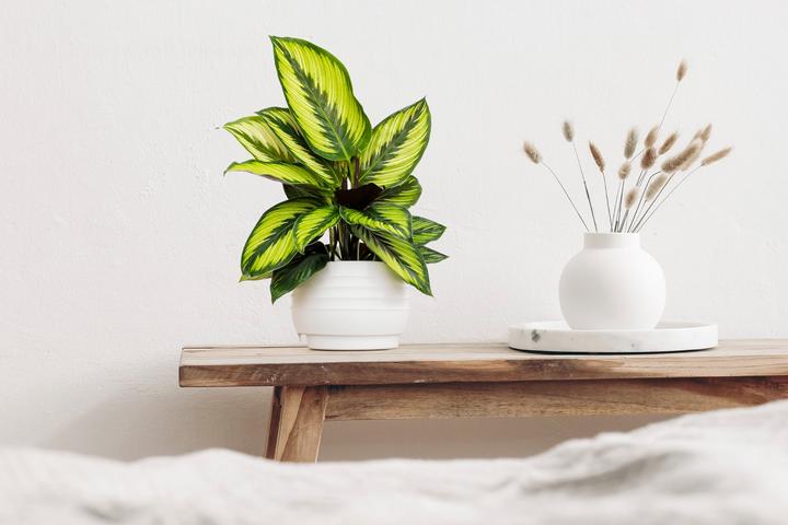 Produktbild Mahaloplants Calathea Beauty Star (35 cm, Tierfreundlich)