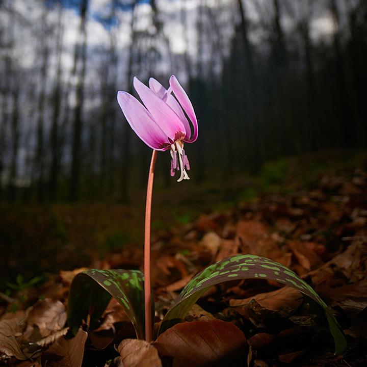 Image du produit Venus Optic Laowa 7.5mm F/2 MFT (Micro Four Thirds, Micro Four Thirds)
