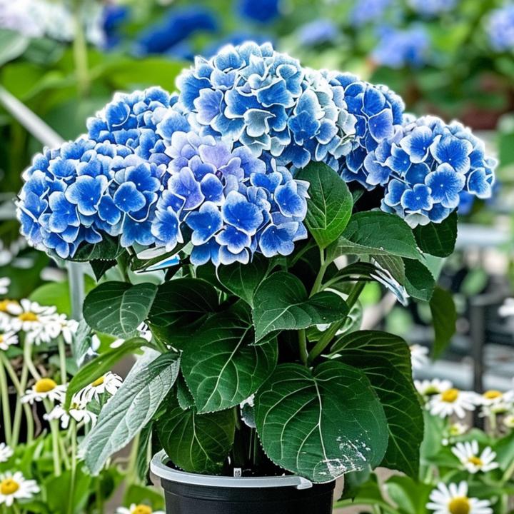 Actual product image Plant in a Box Hydrangea macrophylla Bavaria - Set of 3 hydrangeas (25 cm)