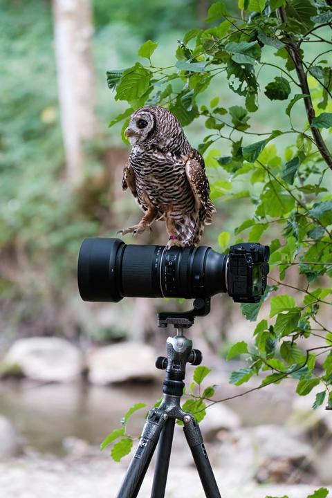Image du produit Tamron AF 150-500mm F/5.6-7 Di III VC VXD Fuji X (Fujifilm X, Plein format)