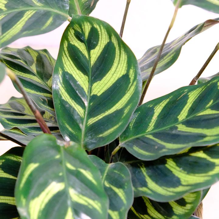 Produktbild VEG and the City Sagres (Korbmarante - Calathea makoyana) (35 cm)