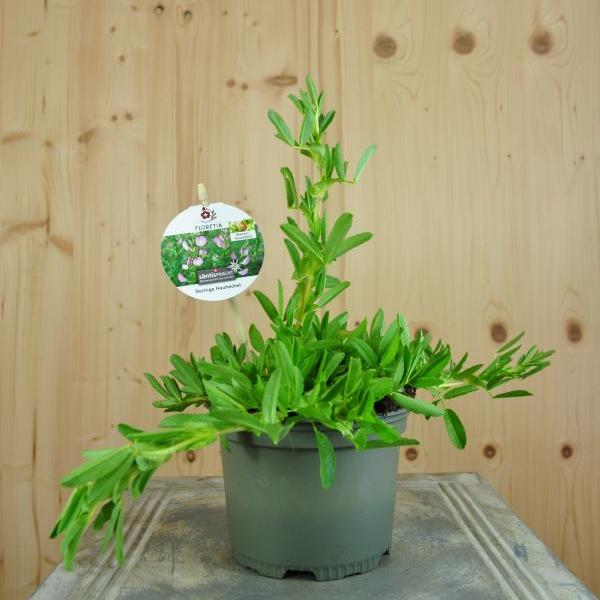 Immagine prodotto Säntispracht Set di 4, Ononis spinosa - Ononis spinosa (70 cm)