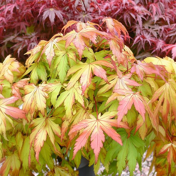 Immagine prodotto Plant in a Box Acer palmatum 'Moonrise' - Acero (40 cm)