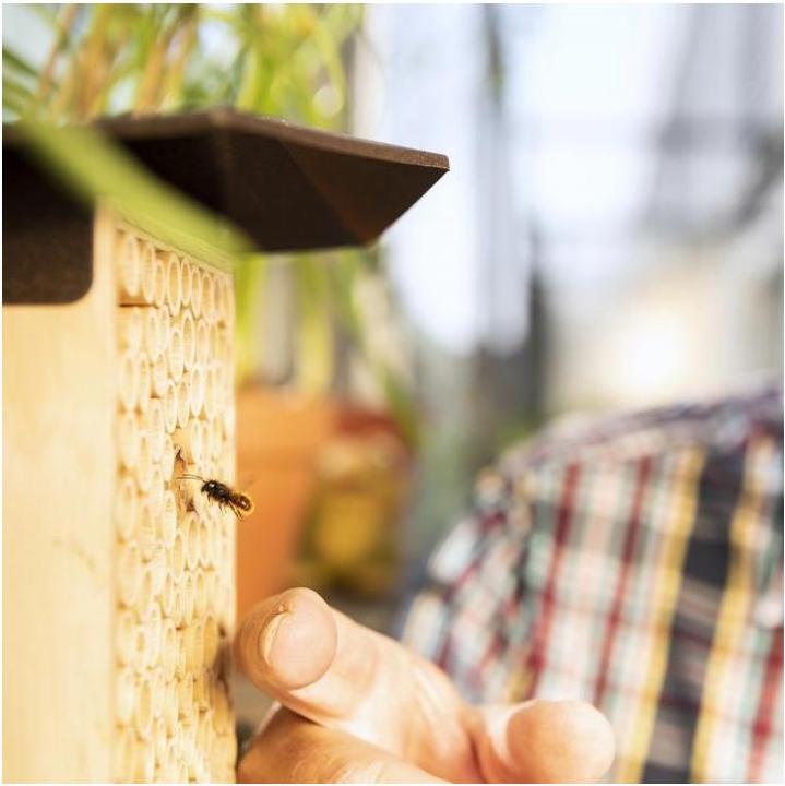 Produktbild Wildbiene BeeHome One (Wildbienen)