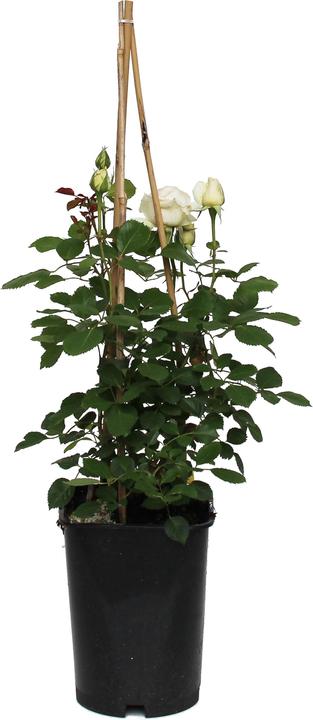 Produktbild Zulauf Renaissance-Rose / Rosa (REN) 'Helena'® (40 cm)
