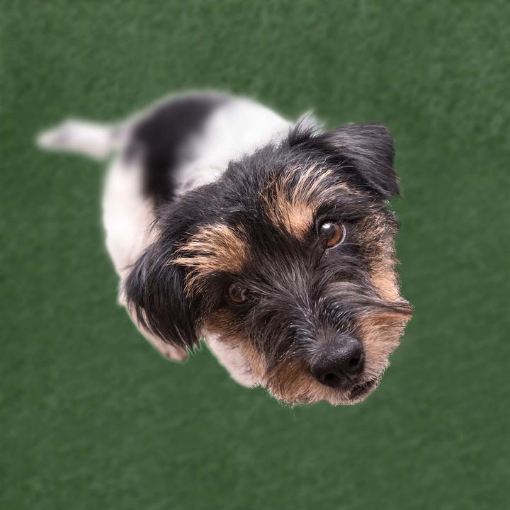 Immagine prodotto Relaxdays Lettiera per cani con Erba Sintetica, per Interni (Gabbia per cani)