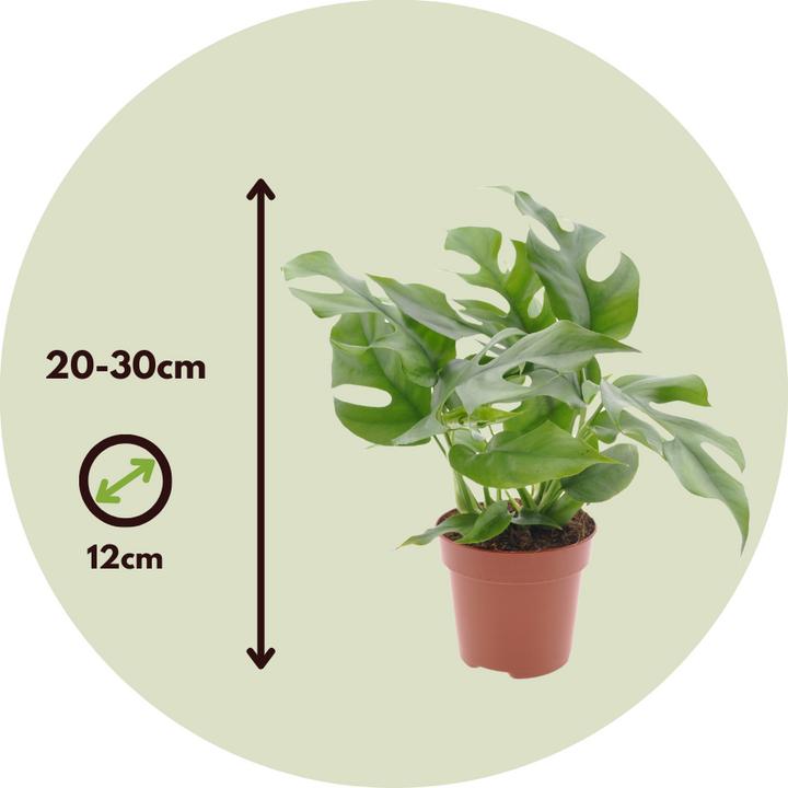 Actual product image Plant in a Box Rhaphidophora Tetrasperma - Monstera Minima (20 cm)
