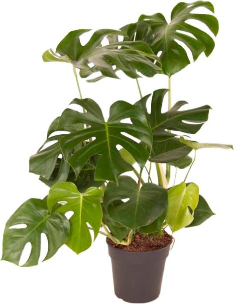 Fresca-Plant Monstera Deliciosa Mix (24 cm)