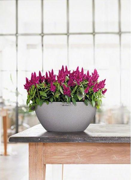 Actual product image Lechuza Cubeto Color (40 cm)