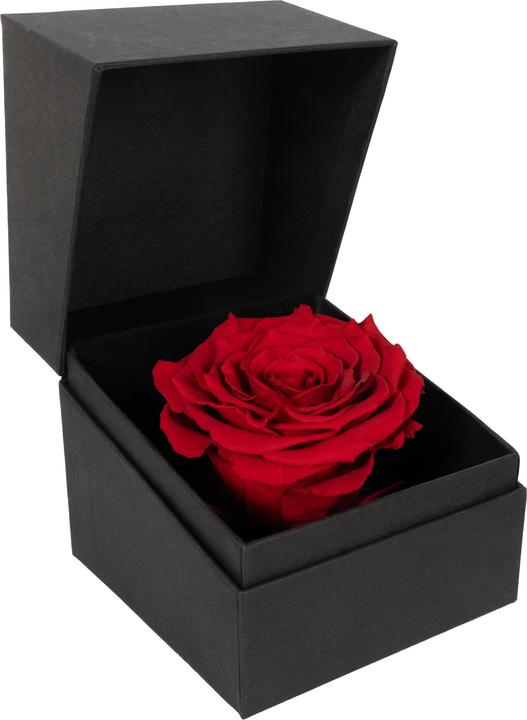 Migros Ostschweiz Rosa in confezione regalo (Fiori dell'Infinito)