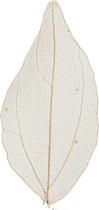 Produktbild Creativ Company Papierdekoration Laubblätter, Nature, 20 Stück (20 x)