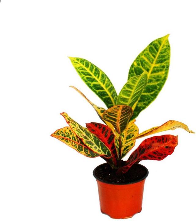 Produktbild Plantlovers Codiaeum Croton Petra (Wunderstrauch) (35 cm, Frisch umgetopft)